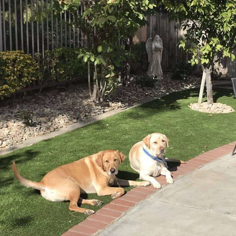 K9 Deluxe 15ft x 7ft