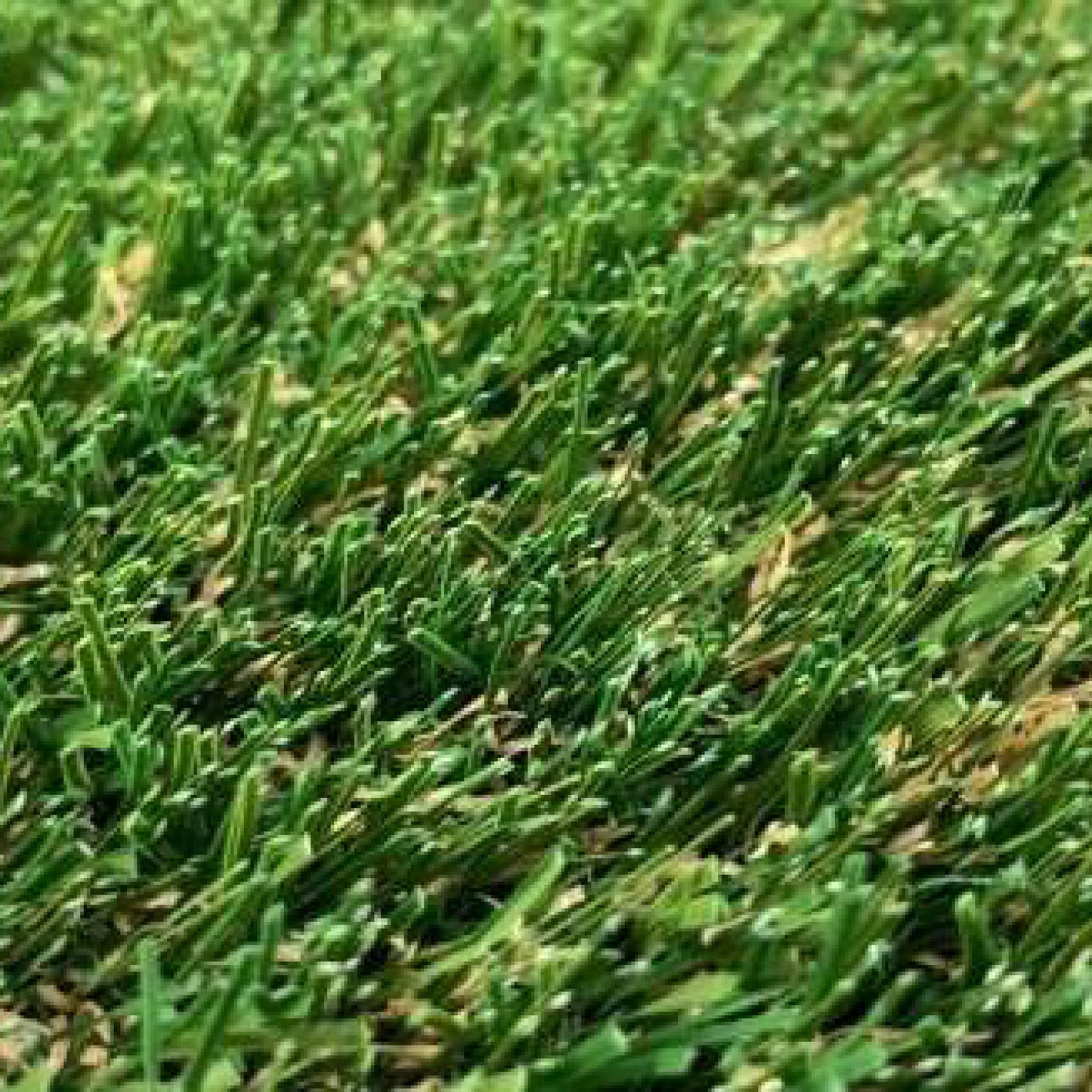 K9 Deluxe 15ft x 7ft